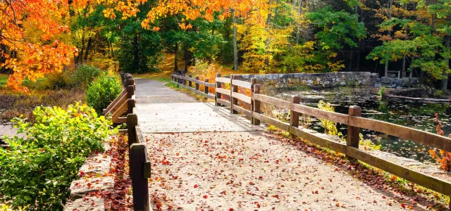 Fenced footpath covered in leaves in a park on a sunny day